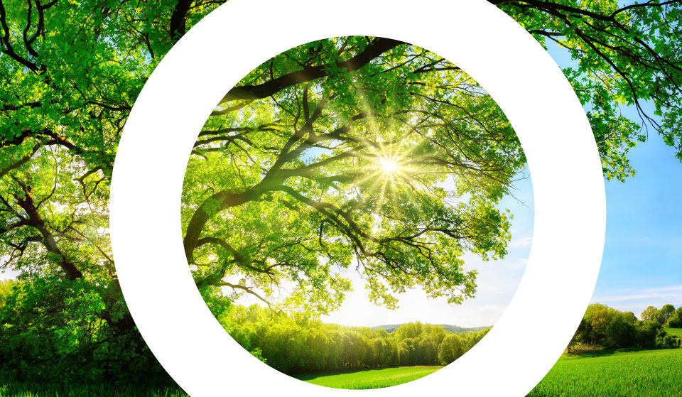 EKO-PUNKT - Im Auftrag der Zukunft - Foto Natur Bäume Sonnenschein Nachhaltigkeit Ökologie Kreis Weiss
